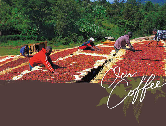 Our Coffee
