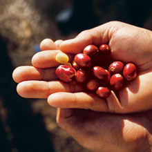 コーヒーへのこだわり
