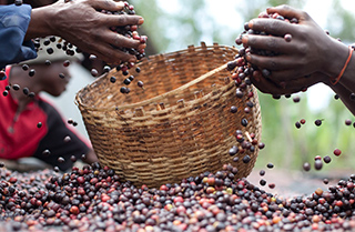 Ethical Sourcing エシカルな調達